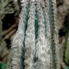 Pilosocereus_leucocephalus